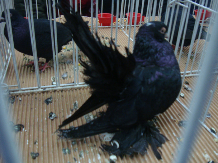 DSC08981