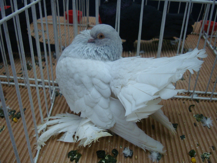 DSC08985 - u EXPOZITIA NATIONALA DE PORUMBEI PASARI SI ANIMALE MICI CLUJ 19 01 2013
