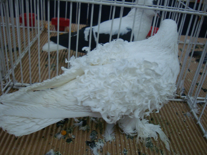 DSC08988 - u EXPOZITIA NATIONALA DE PORUMBEI PASARI SI ANIMALE MICI CLUJ 19 01 2013