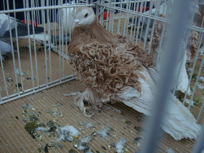 DSC08989 - u EXPOZITIA NATIONALA DE PORUMBEI PASARI SI ANIMALE MICI CLUJ 19 01 2013