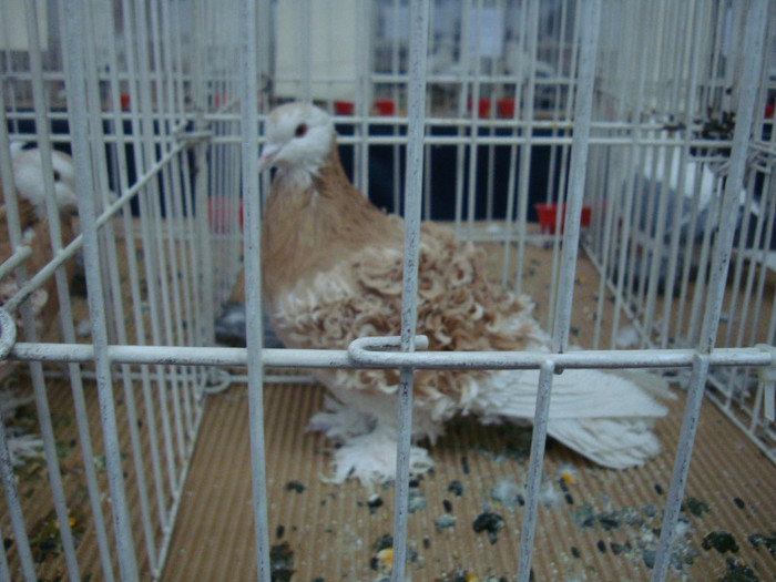 DSC08990 - u EXPOZITIA NATIONALA DE PORUMBEI PASARI SI ANIMALE MICI CLUJ 19 01 2013