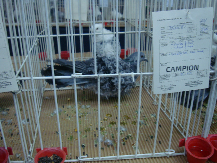 DSC08994 - u EXPOZITIA NATIONALA DE PORUMBEI PASARI SI ANIMALE MICI CLUJ 19 01 2013