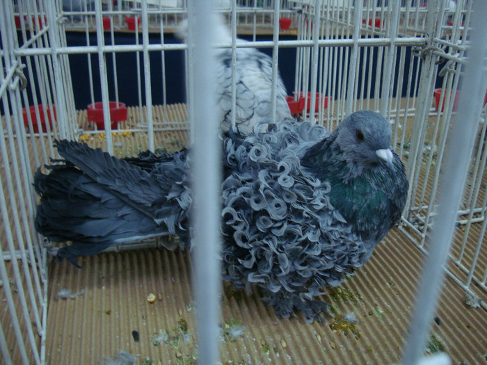 DSC08997 - u EXPOZITIA NATIONALA DE PORUMBEI PASARI SI ANIMALE MICI CLUJ 19 01 2013
