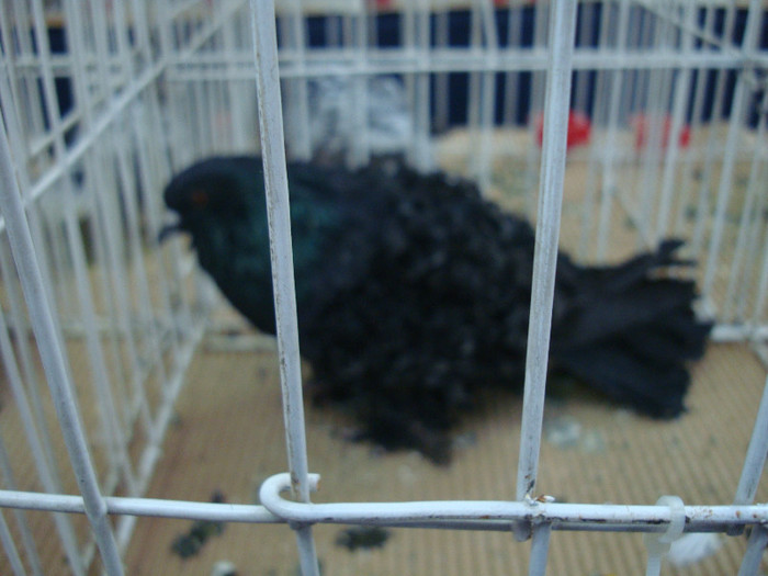 DSC08998 - u EXPOZITIA NATIONALA DE PORUMBEI PASARI SI ANIMALE MICI CLUJ 19 01 2013