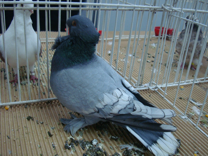 DSC09013