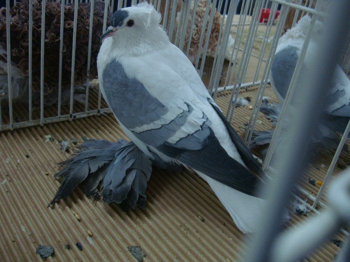 DSC09032