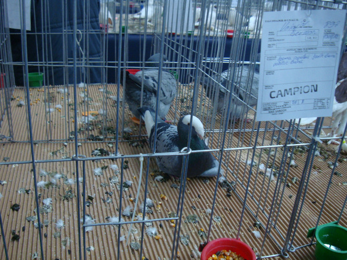 DSC09046 - u EXPOZITIA NATIONALA DE PORUMBEI PASARI SI ANIMALE MICI CLUJ 19 01 2013