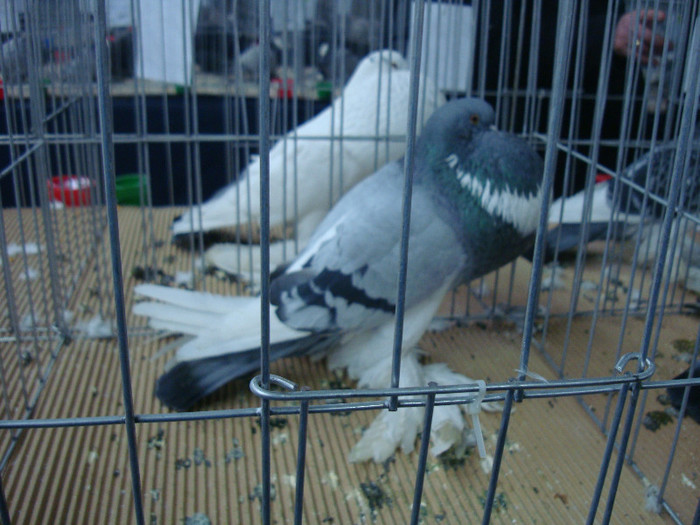 DSC09053