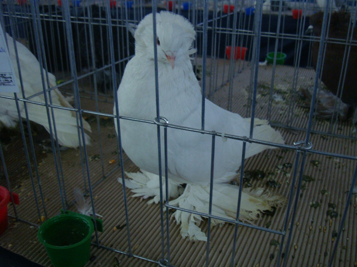 DSC09054
