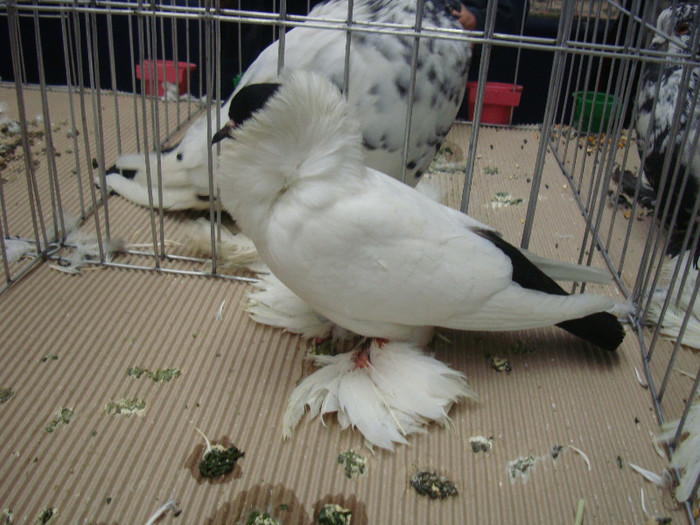 DSC09060