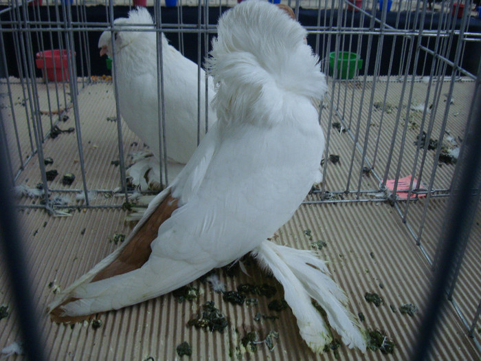 DSC09066