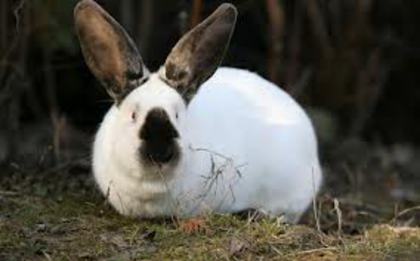 urias de transilvania - I-Rase de iepuri