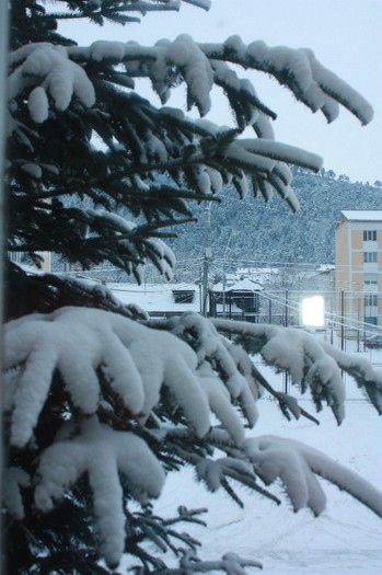 IMG_8771 - Flori Ianuarie