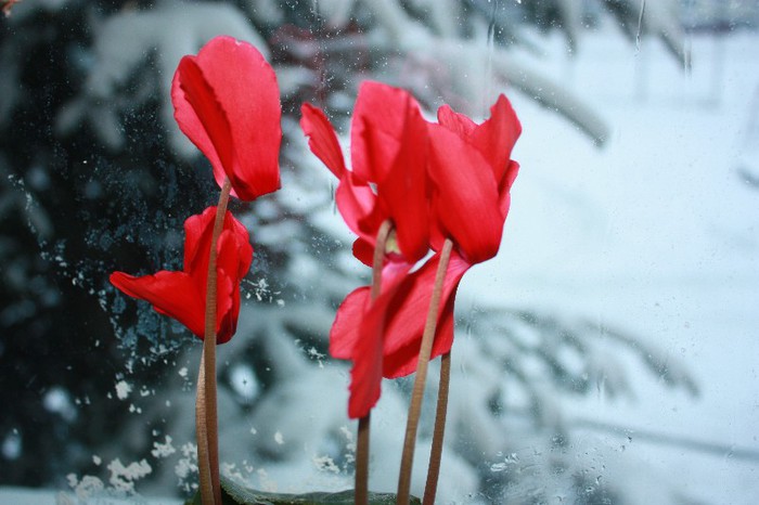 IMG_8772 - Flori Ianuarie