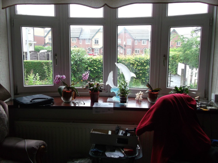 vedere din living spre gradina din fata casei - amintiri din vara lui 2012