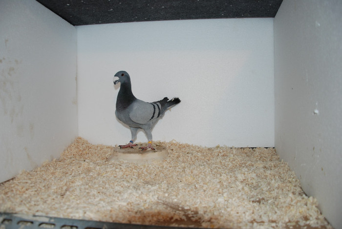 M 2012 Romania vindut