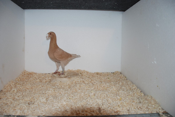 M 2011 Romania vindut