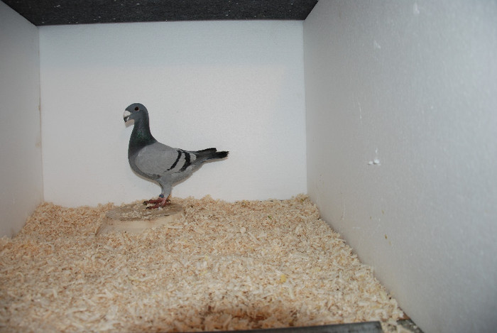 F 2012 Romania vindut