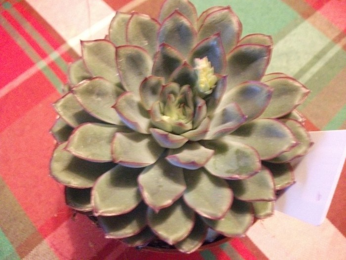 echeveria