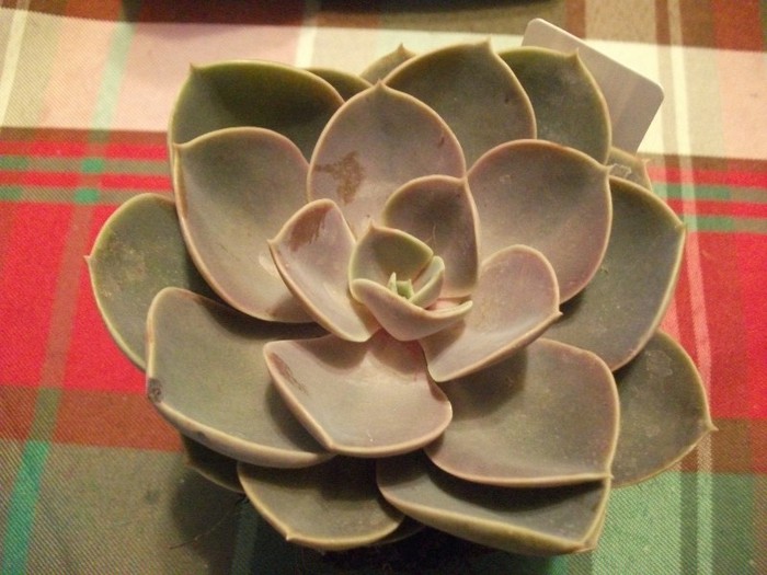 echeveria