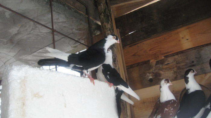 Porumbei Galateni (11)
