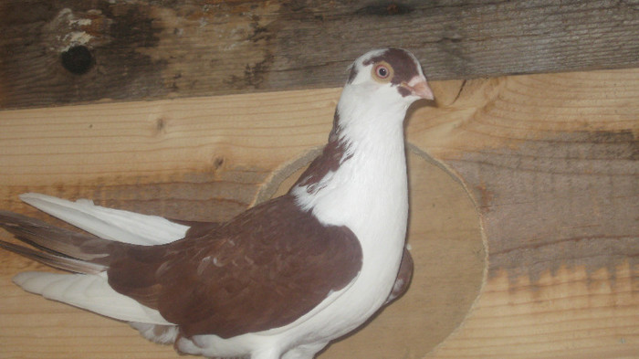Porumbei Galateni (19) - Porumbei Galateni