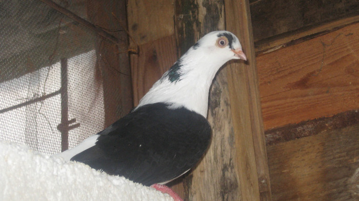 Porumbei Galateni (20) - Porumbei Galateni