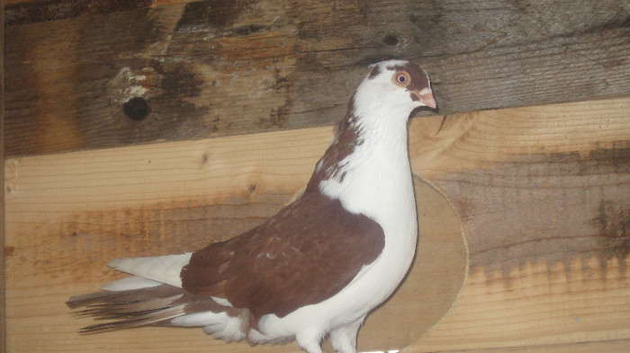 Porumbei Galateni (24) - Porumbei Galateni