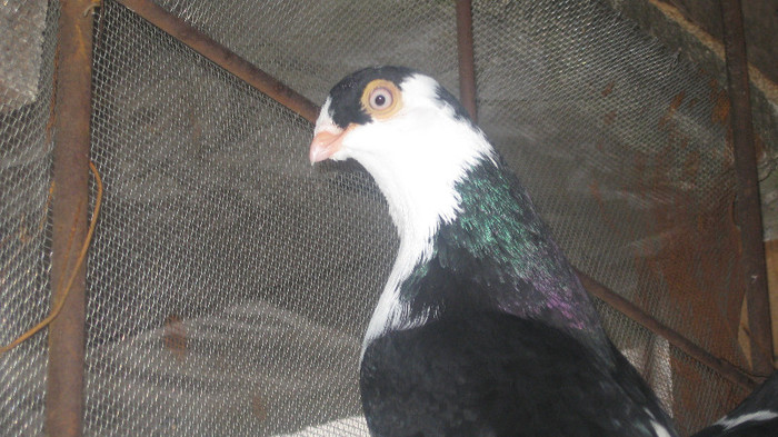 Porumbei Galateni (27) - Porumbei Galateni
