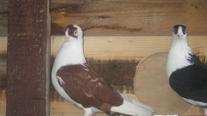 Porumbei Galateni (36) - Porumbei Galateni