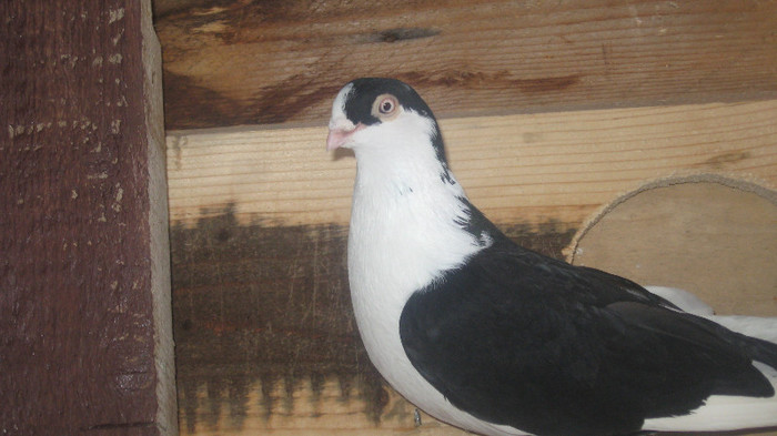 Porumbei Galateni (43)