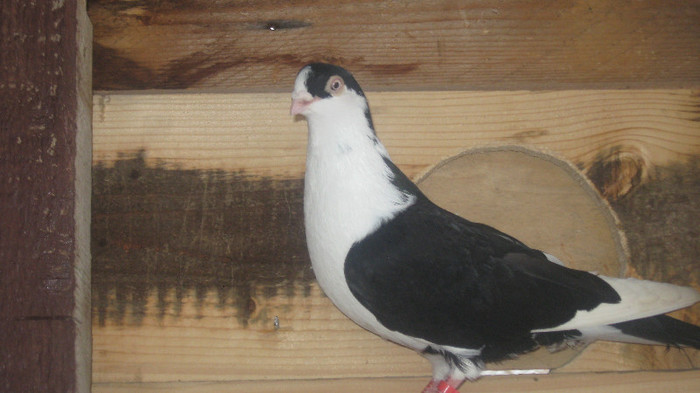 Porumbei Galateni (48)