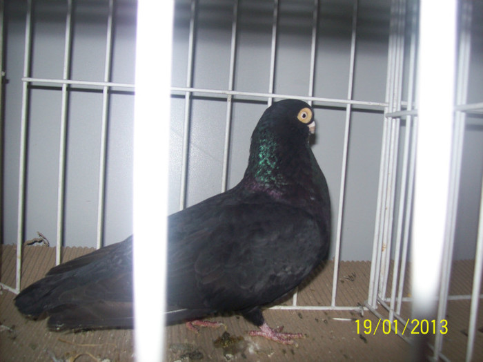 expo 2013 cluj 035 - expo cluj 2013