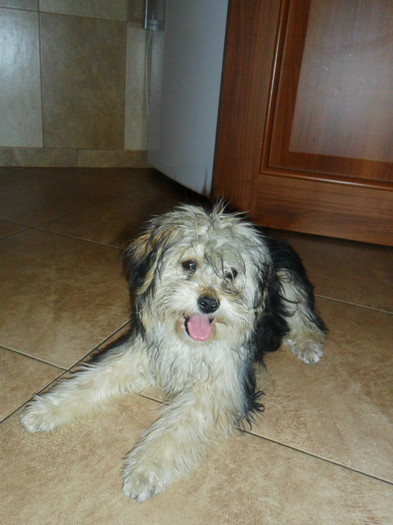 Femela Bichon Maltese