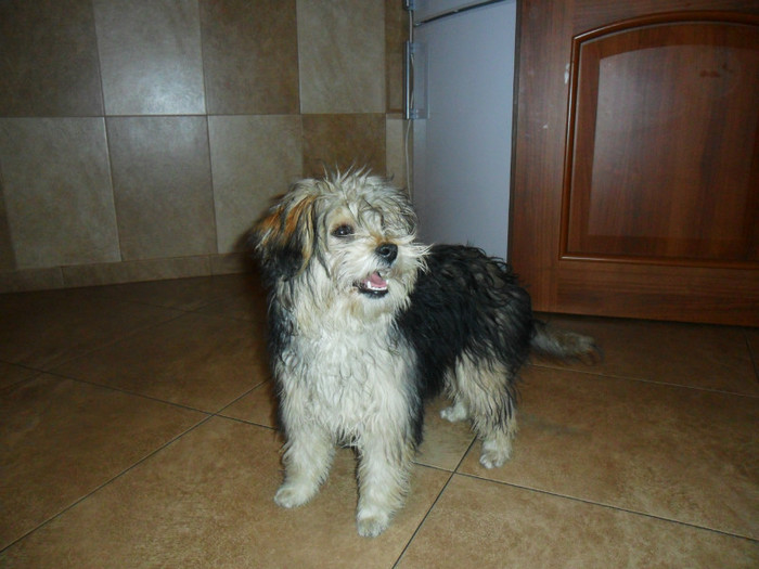 Femela Bichon Maltese (2)