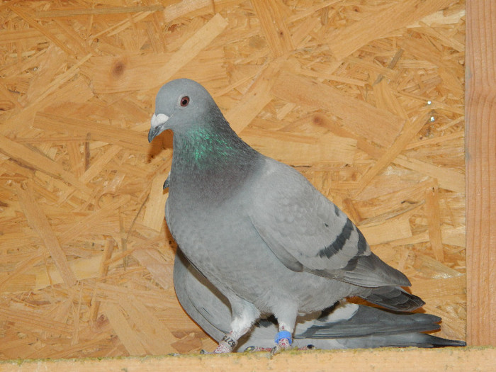 pui 2012; Fica din NL 11-1344327
