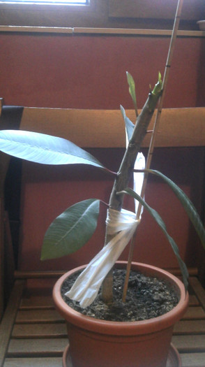 2013-01-20 08.36.15; Plumeria
