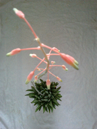 1 - Cactusi si suculente