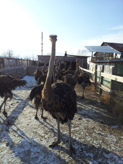 poze ferma struti 027; pui de strut 5 luni
