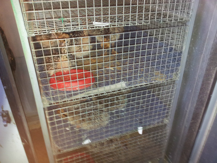 poze ferma struti 074; pui de strut in eclozare
