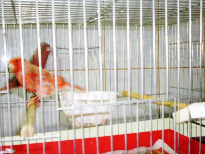 CANARI LA CUIB 2013 004