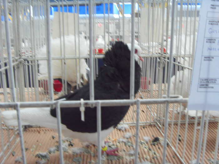 SDC16842 - expo 2013