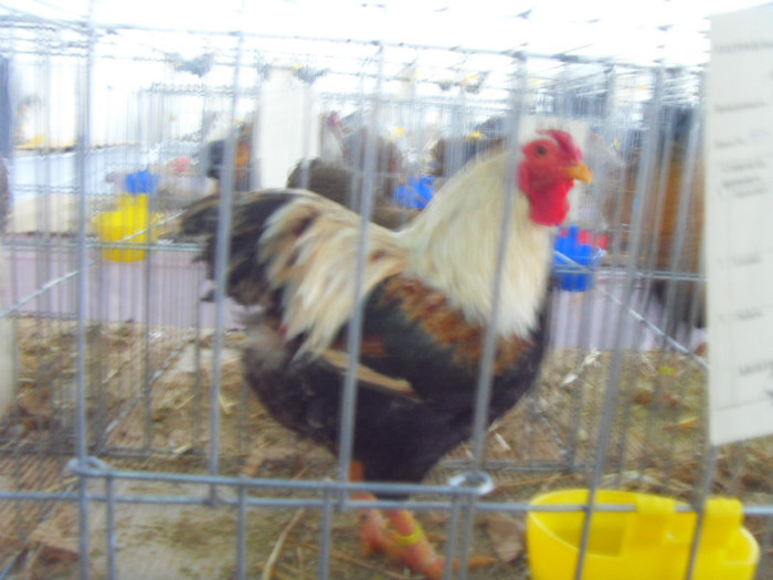 SDC16864 - expo 2013