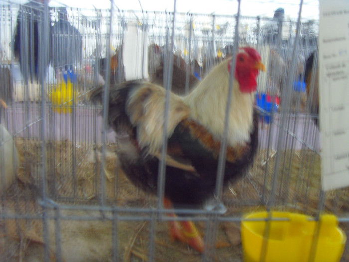 SDC16865 - expo 2013