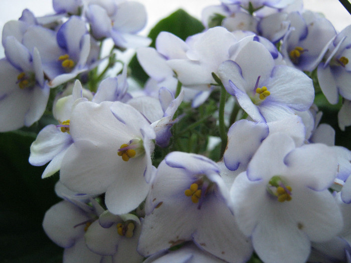 44 - Violetele mele