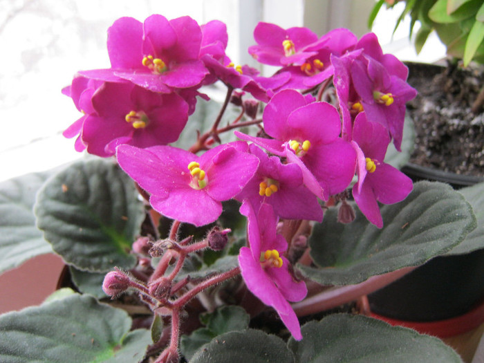 51 - Violetele mele