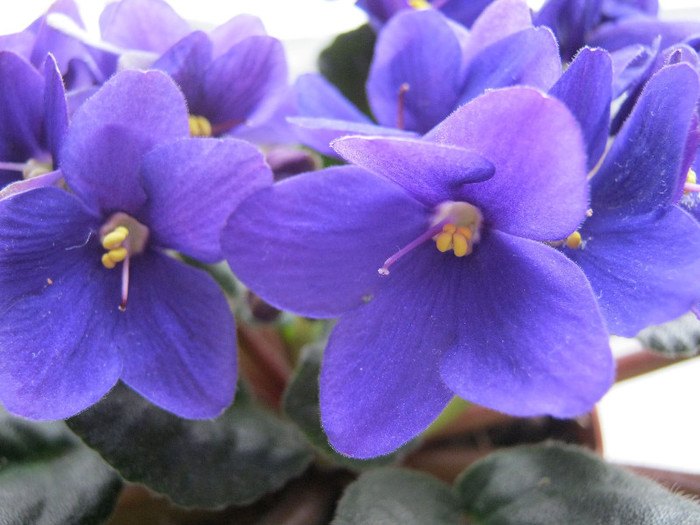 53 - Violetele mele