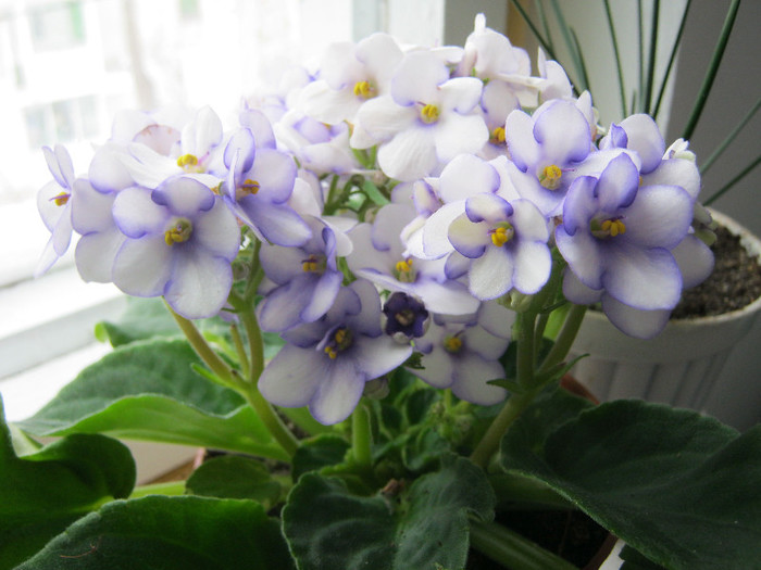 55 - Violetele mele