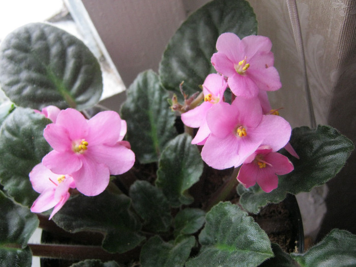 57 - Violetele mele