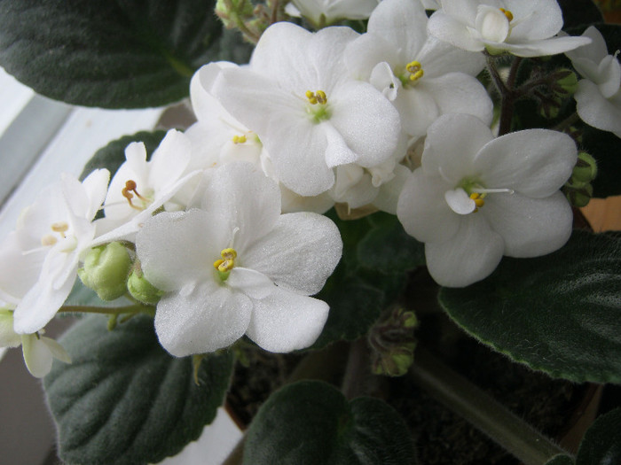58 - Violetele mele